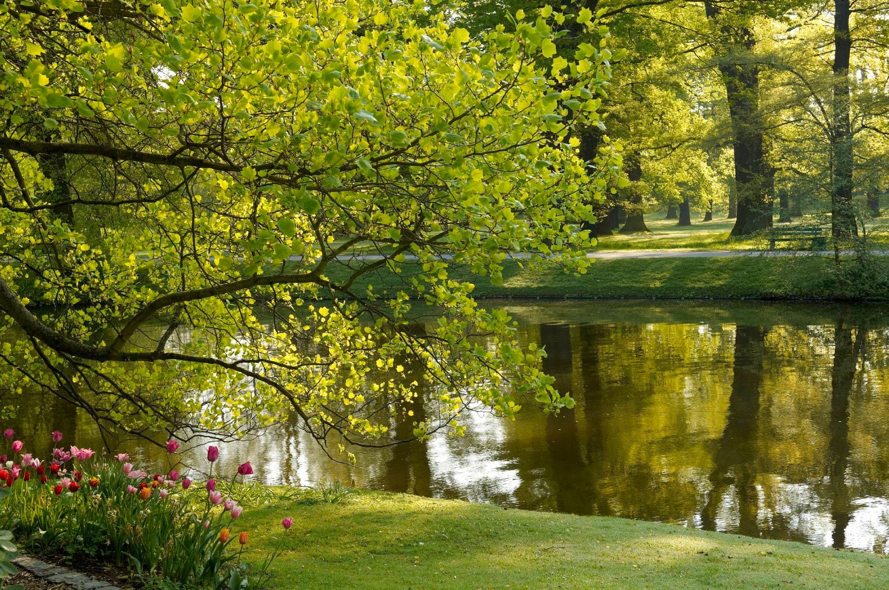 Ruhige Parkszene mit einem Teich, in dem sich Bäume spiegeln, üppigem grünem Laub und rosa Tulpen im Vordergrund an einem sonnigen Tag.