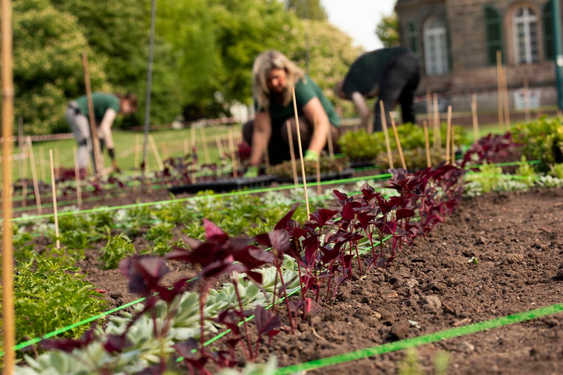 Pflanzarbeiten am Teppichbeet mit Mirarbeitern im Hintergrund