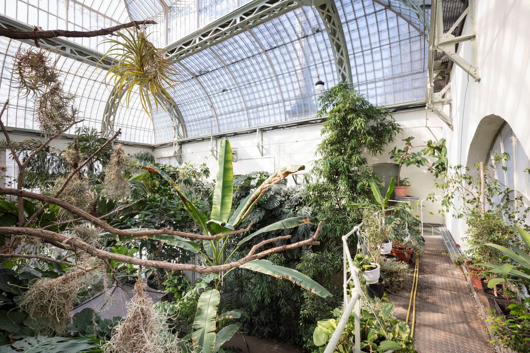 Blick von oben in den Mittelbau des Gewächshauses