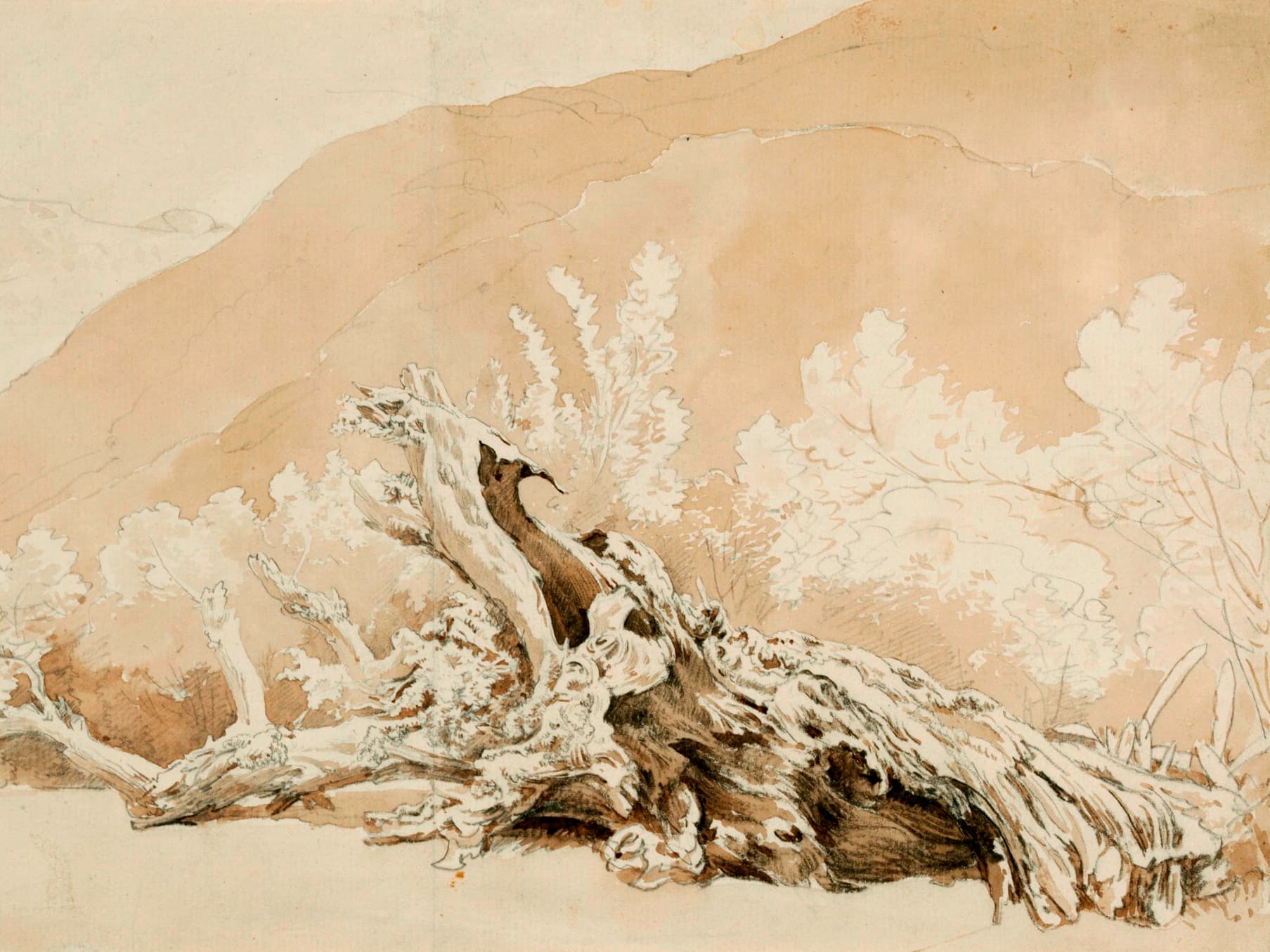 Eine detaillierte Skizze eines knorrigen, umgestürzten Baumstamms mit spärlichem Laub vor einer Hügelkulisse und einem sanften, sepiafarbenen Himmel.