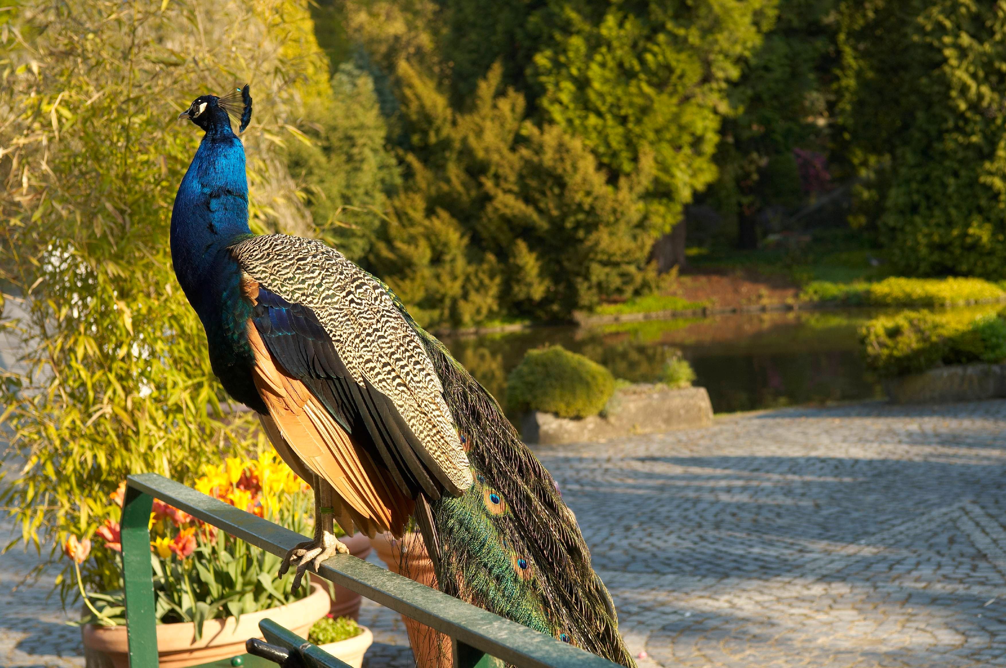 Ein Pfau mit leuchtendem Gefieder steht auf einem Geländer in einem sonnendurchfluteten Garten mit Bäumen und einem Kopfsteinpflasterweg im Hintergrund.