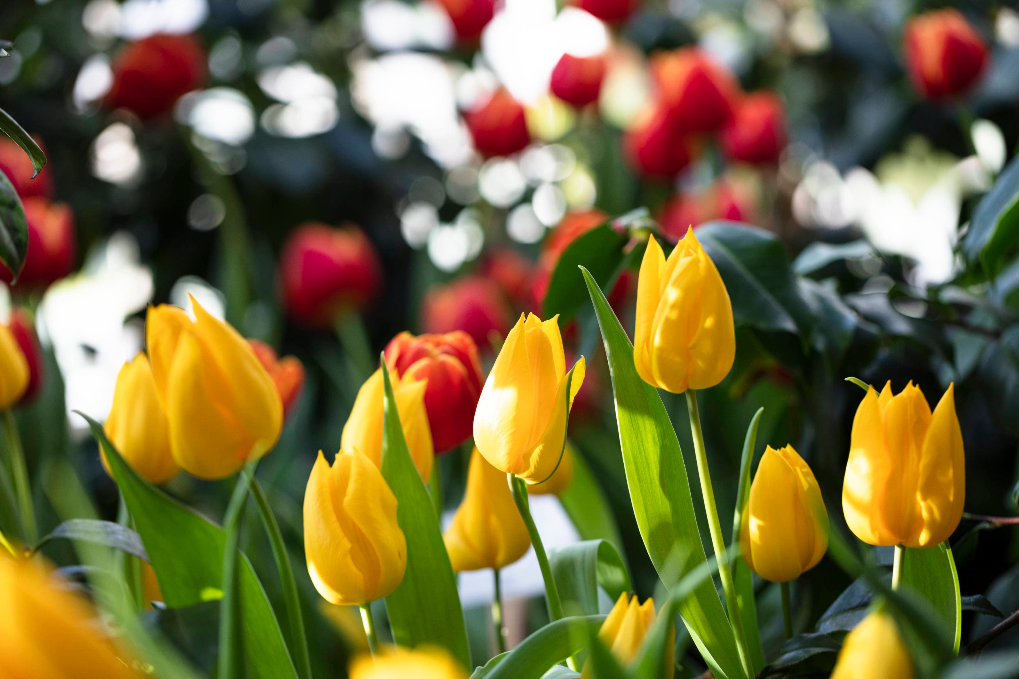 Nahaufnahme von leuchtend gelben Tulpen im Vordergrund, mit verschwommenen roten Tulpen und grünem Laub im Hintergrund.