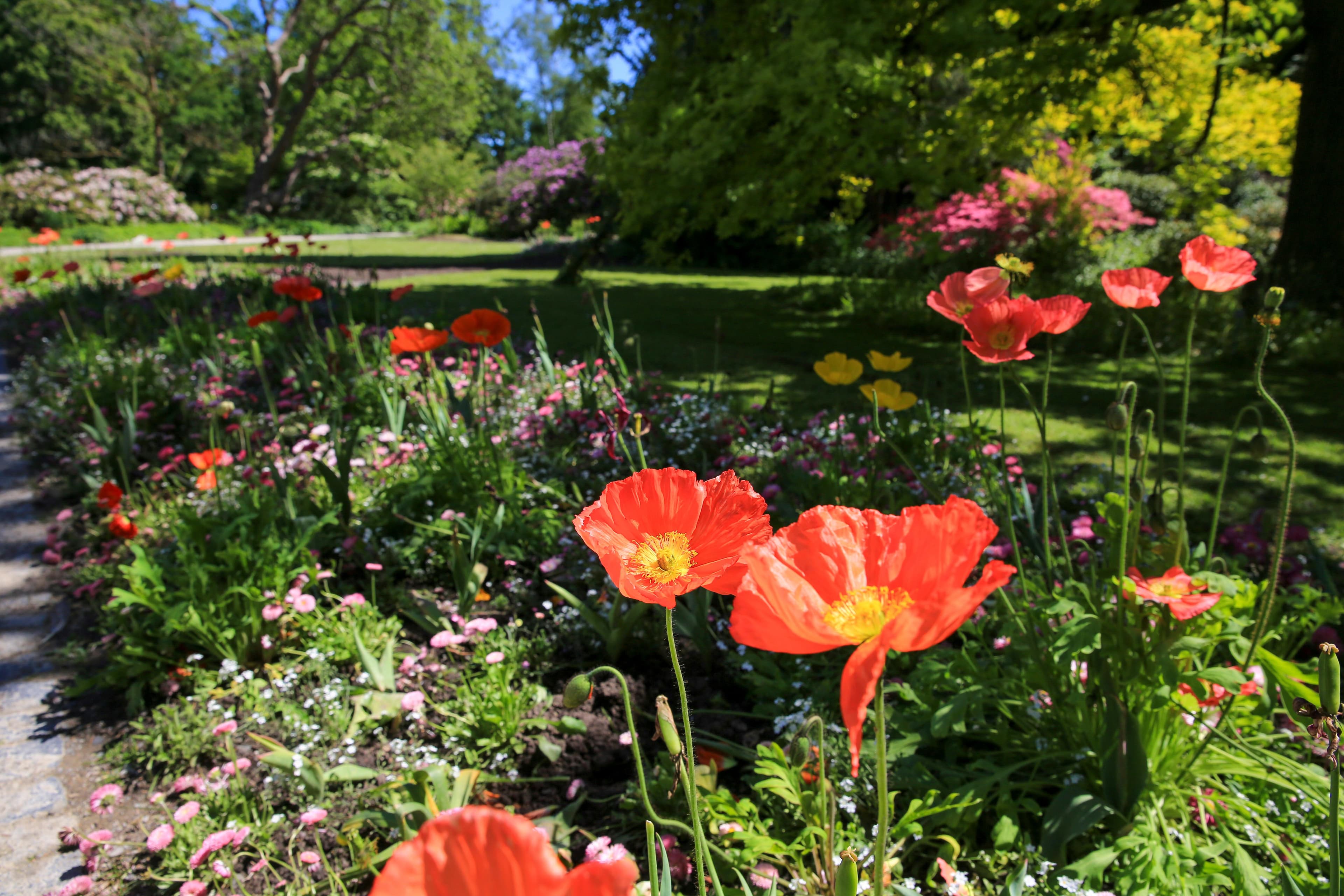 Leuchtend orangefarbene Mohnblumen und verschiedene bunte Blumen blühen in einem sonnigen Garten, der von einem Weg gesäumt und von üppigen grünen Bäumen umgeben ist.