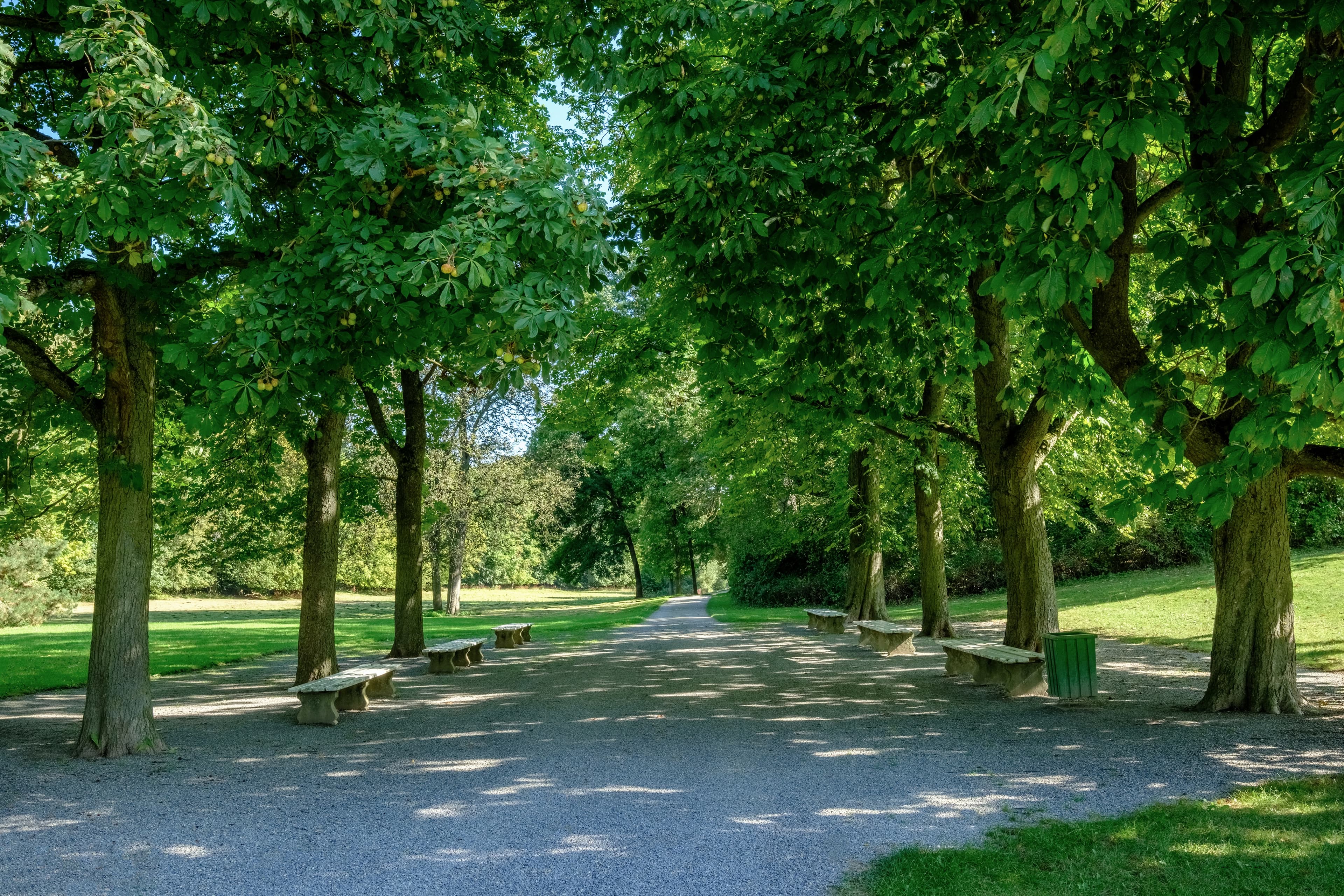 Open space with some park benches under chestnut trees in Wilhelmsthal Park